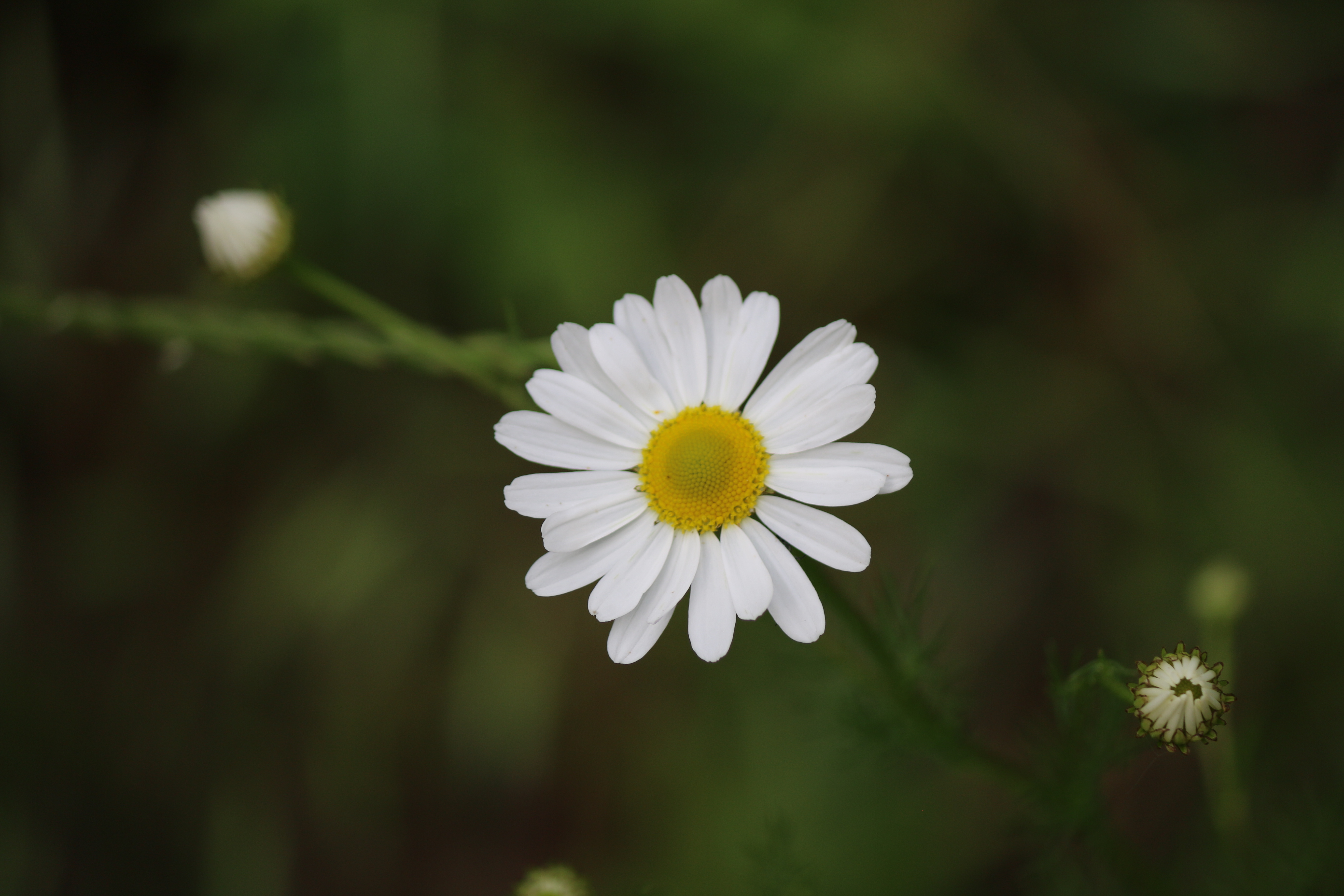 link to camomille site